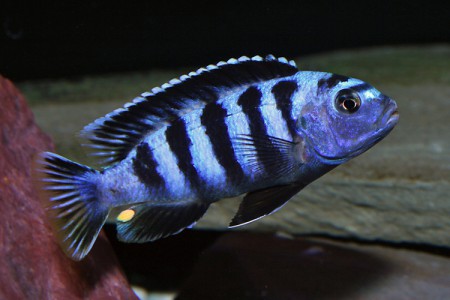 Pseudotropheus Saulosi